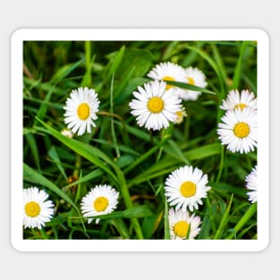 Daisies, spring flowers full of tenderness and beauty Sticker